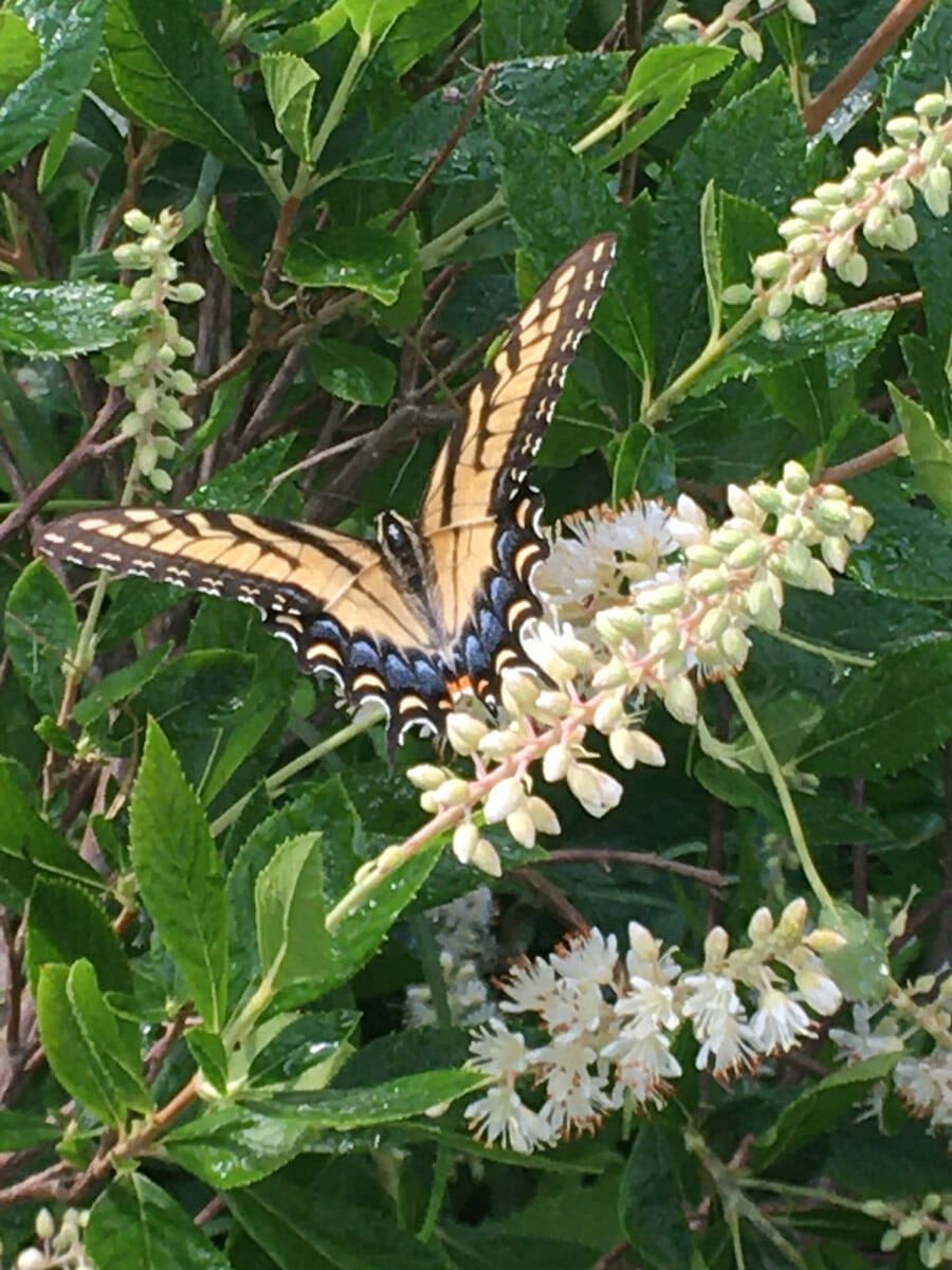 Clethra Tiger Butterfly moth pollinator