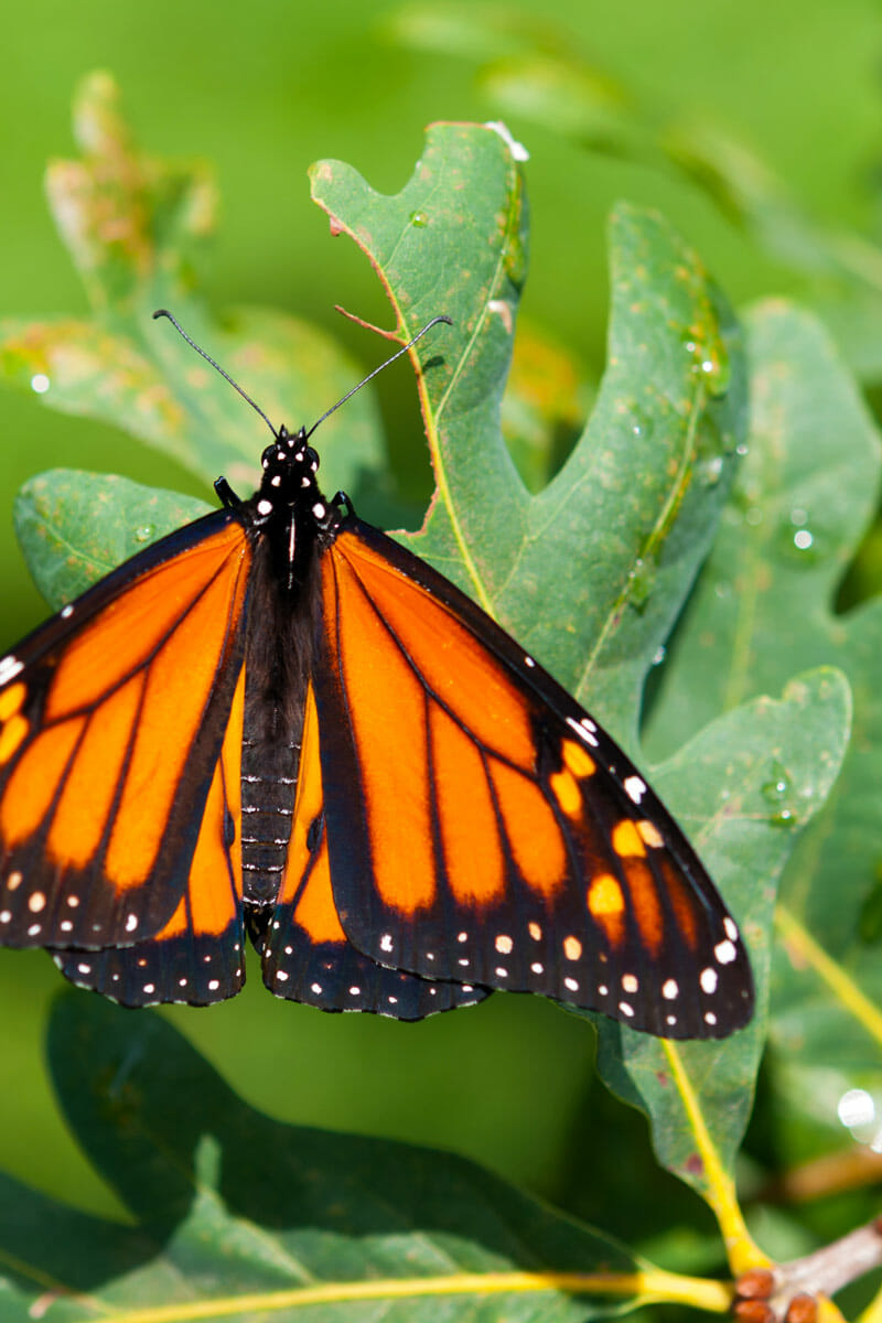 monarch butterfly migration oak tree